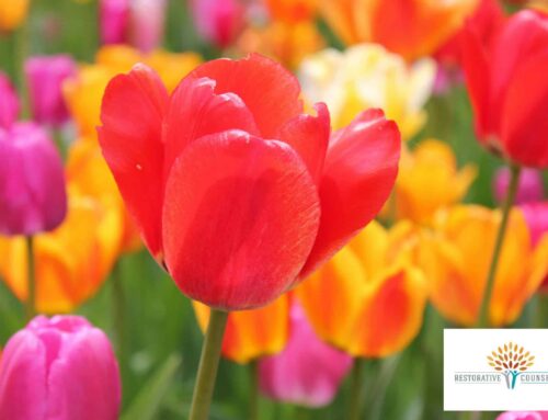 From Counselor to Owner: A New Beginning